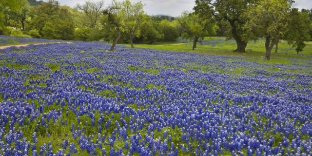 Texas Hill Country Bluebonnets: Spring Has Sprung