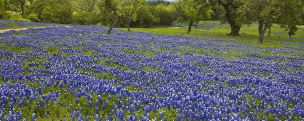 Texas Hill Country Bluebonnets: Spring Has Sprung